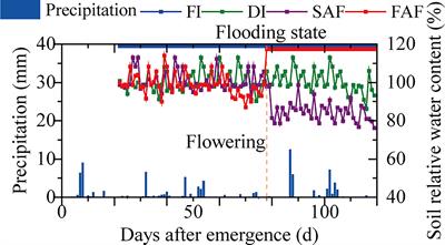 Post-anthesis supplementary irrigation improves grain yield and nutritional quality of drip-irrigated rice (Oryza sativa L.)